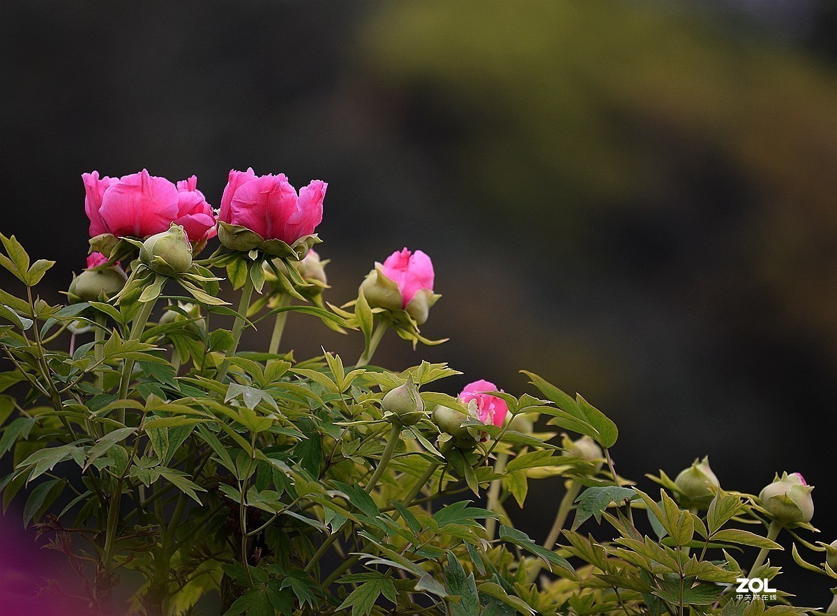 #版主坐堂# 尼康镜头星空(中国)2020年4月部分优秀作品欣赏