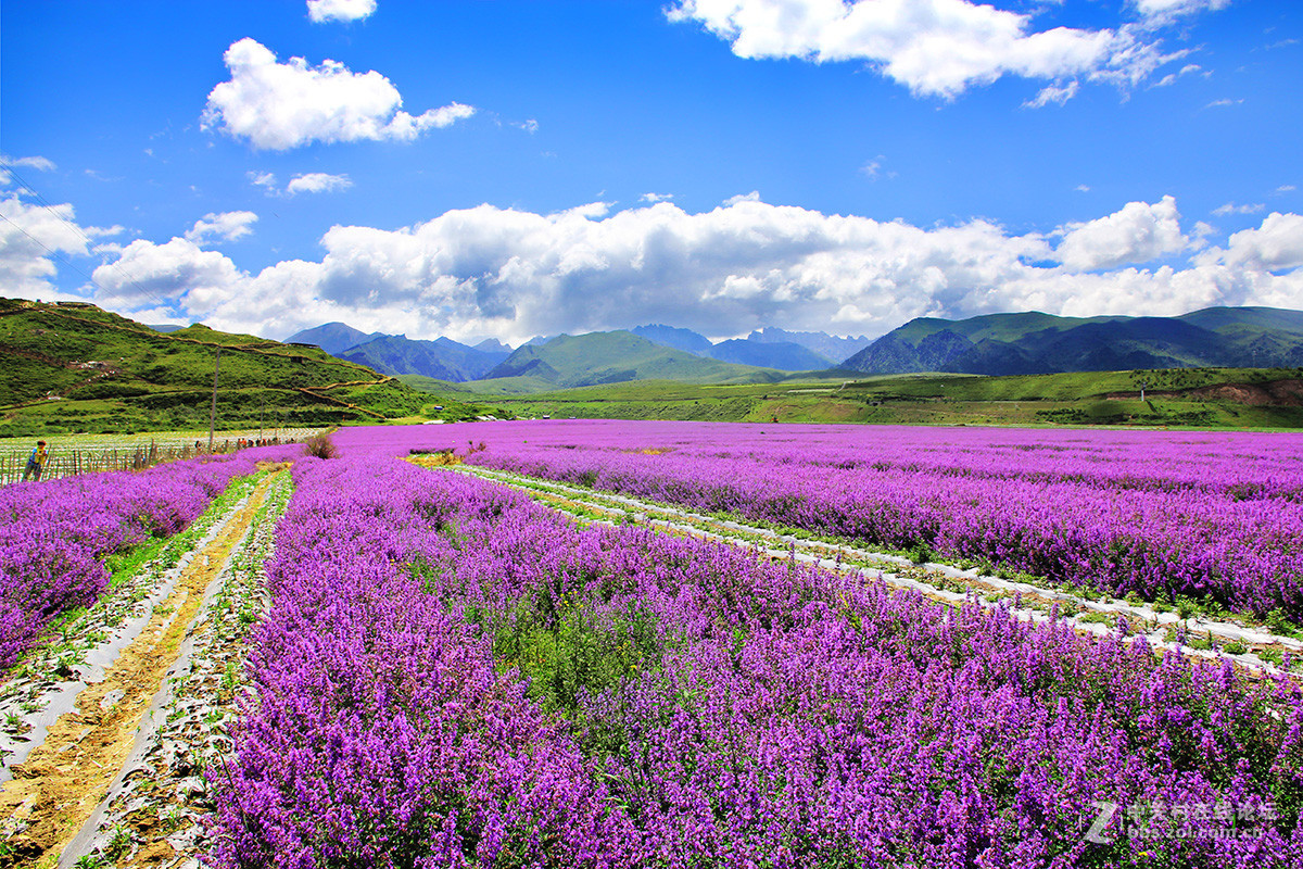 我也来几张去九寨沟的路上川主寺薰衣草乐园