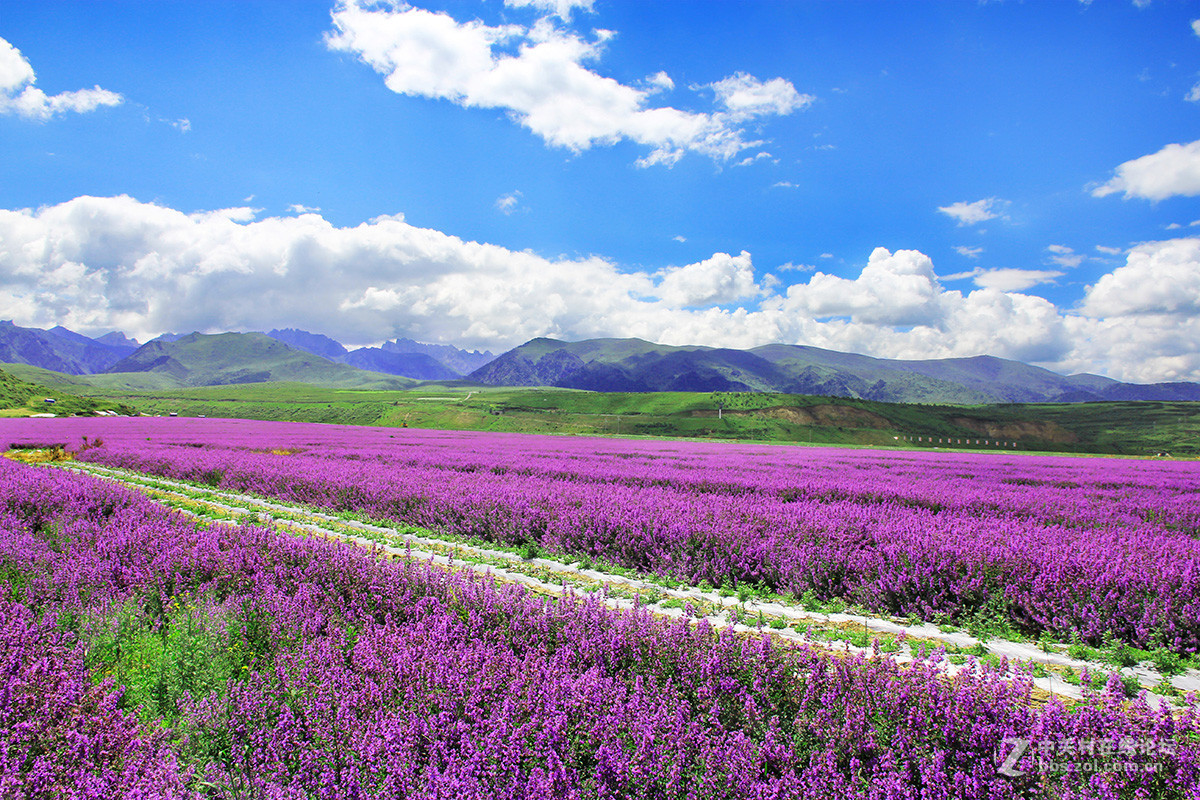 我也来几张去九寨沟的路上川主寺薰衣草乐园
