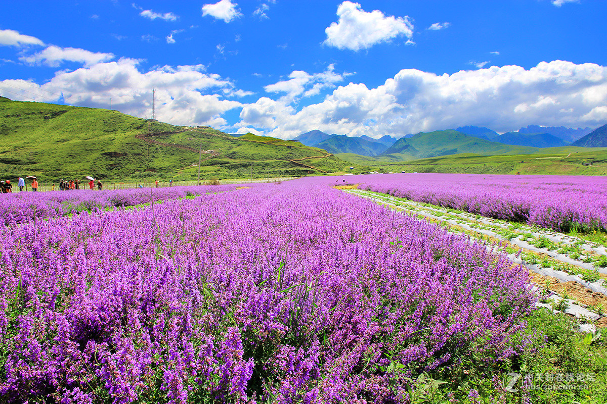我也来几张去九寨沟的路上川主寺薰衣草乐园
