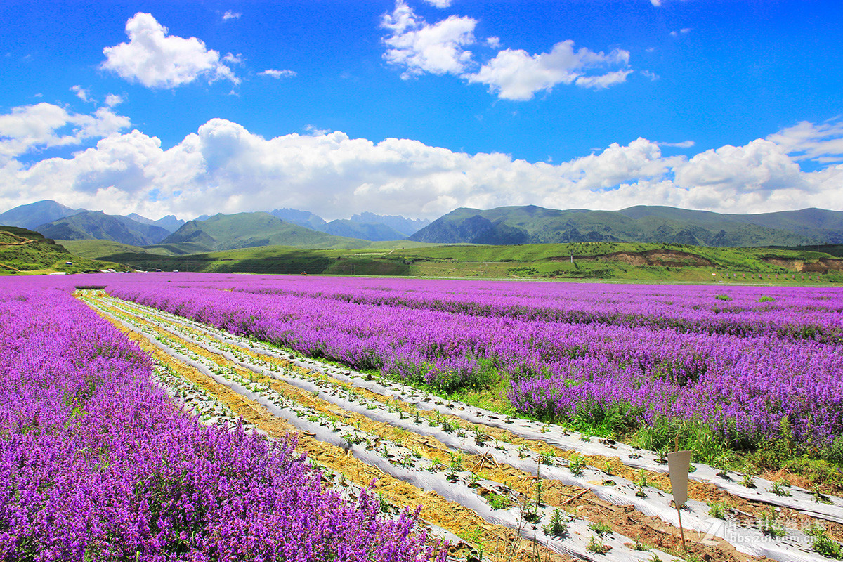 我也来几张去九寨沟的路上川主寺薰衣草乐园