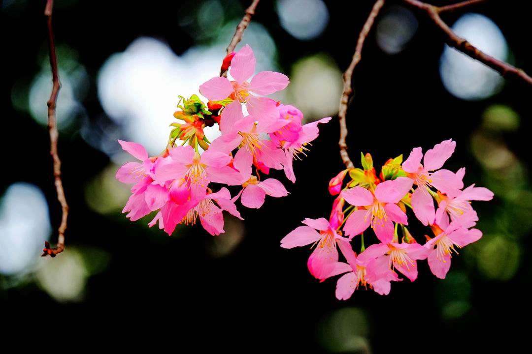 粉粉的吉野樱花