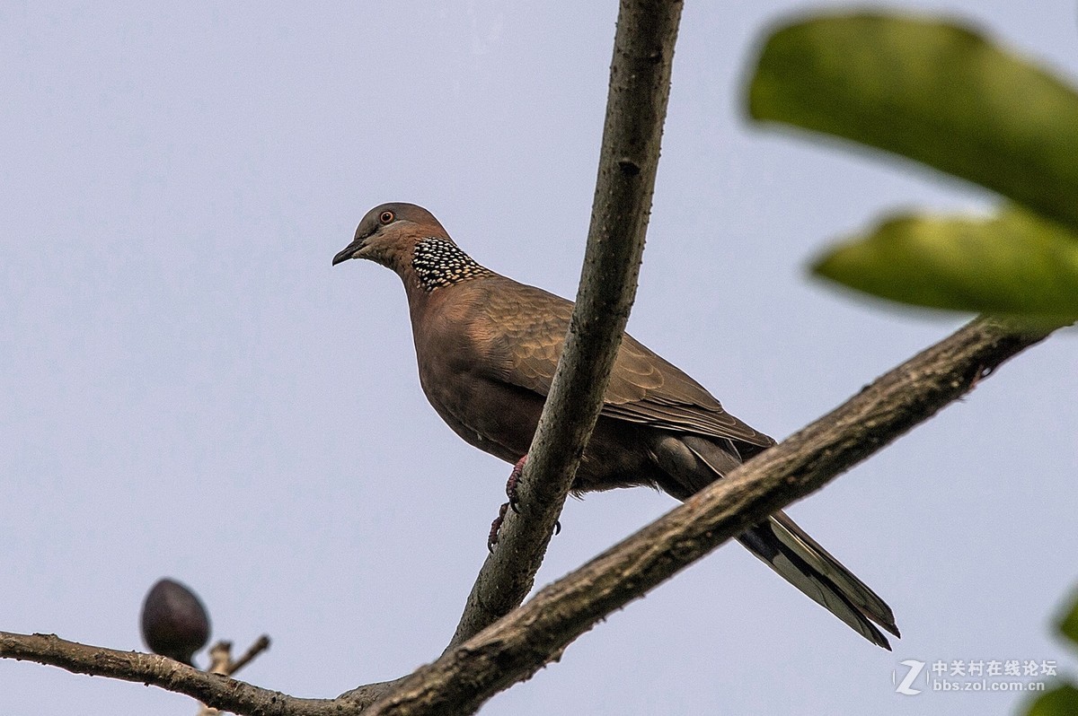 公園偶遇珠頸斑鳩