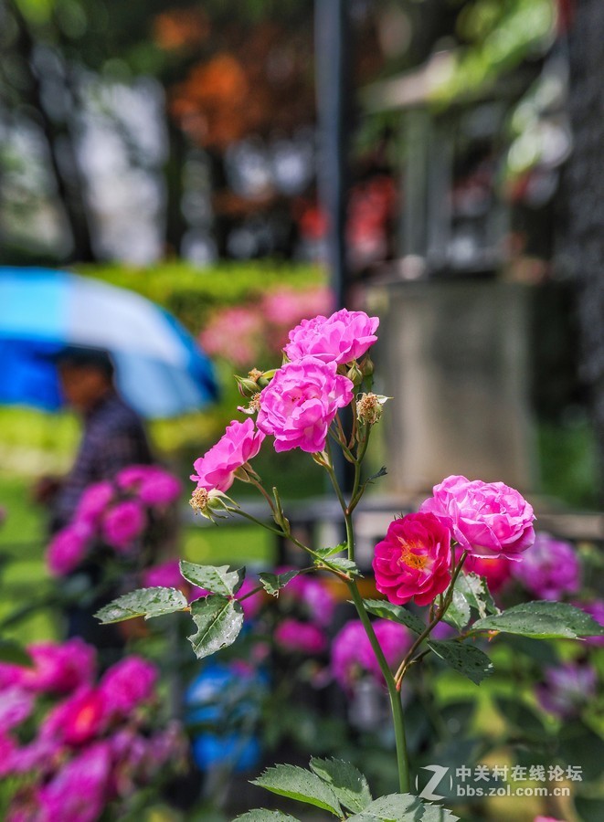 中午在学校对面南园拍摄蔷薇花