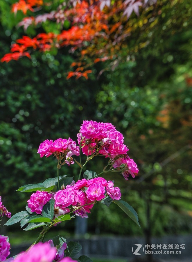 中午在学校对面南园拍摄蔷薇花
