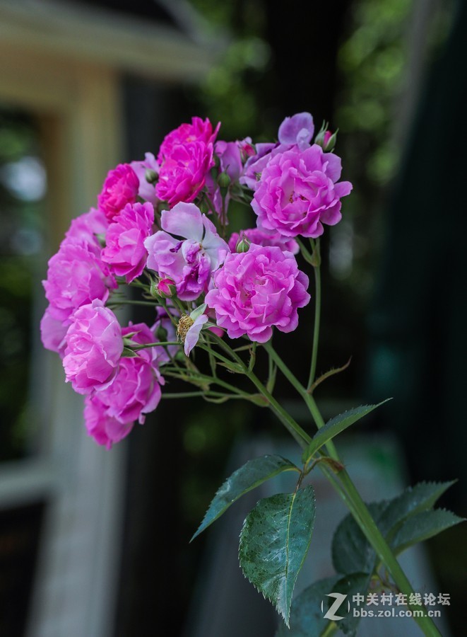 中午在学校对面南园拍摄蔷薇花