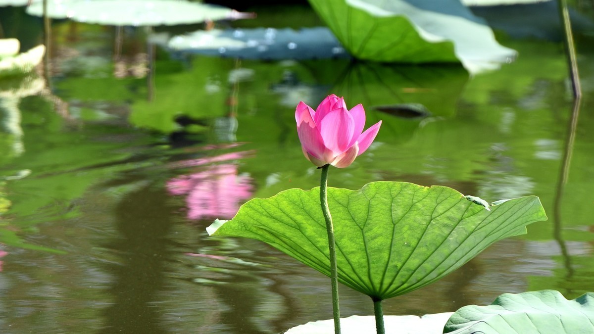 拍荷（多发几张，看着玩儿吧）