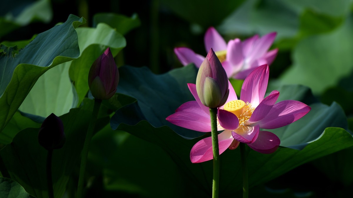 拍荷（多发几张，看着玩儿吧）