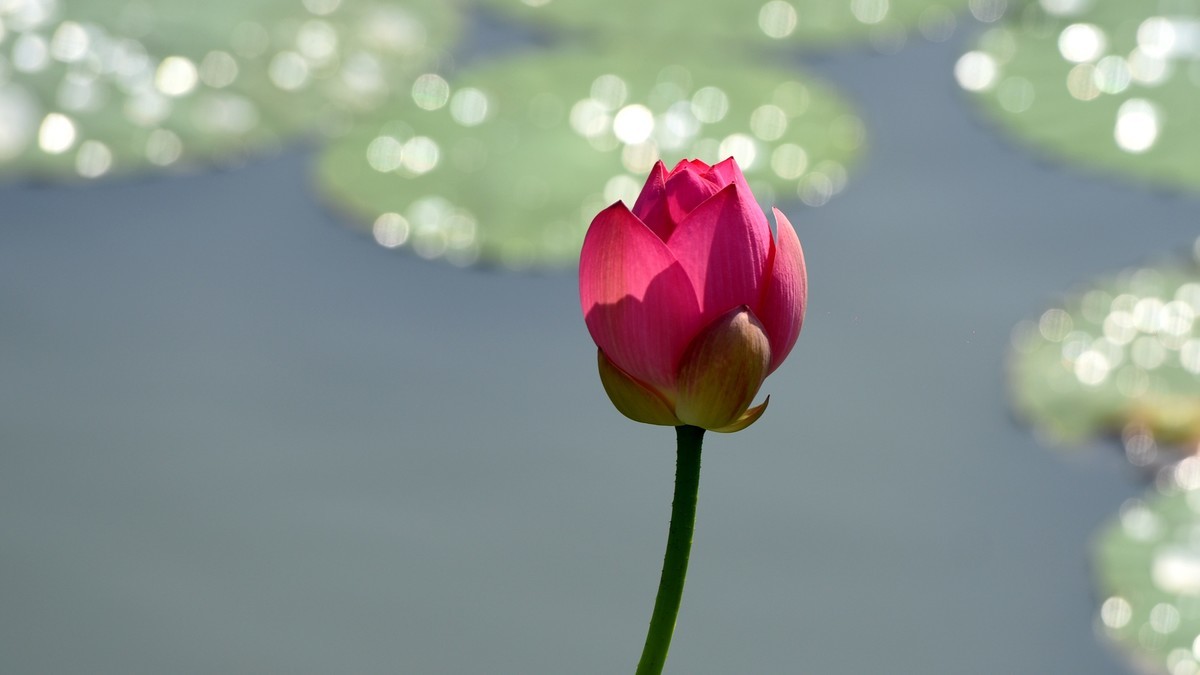 拍荷（多发几张，看着玩儿吧）