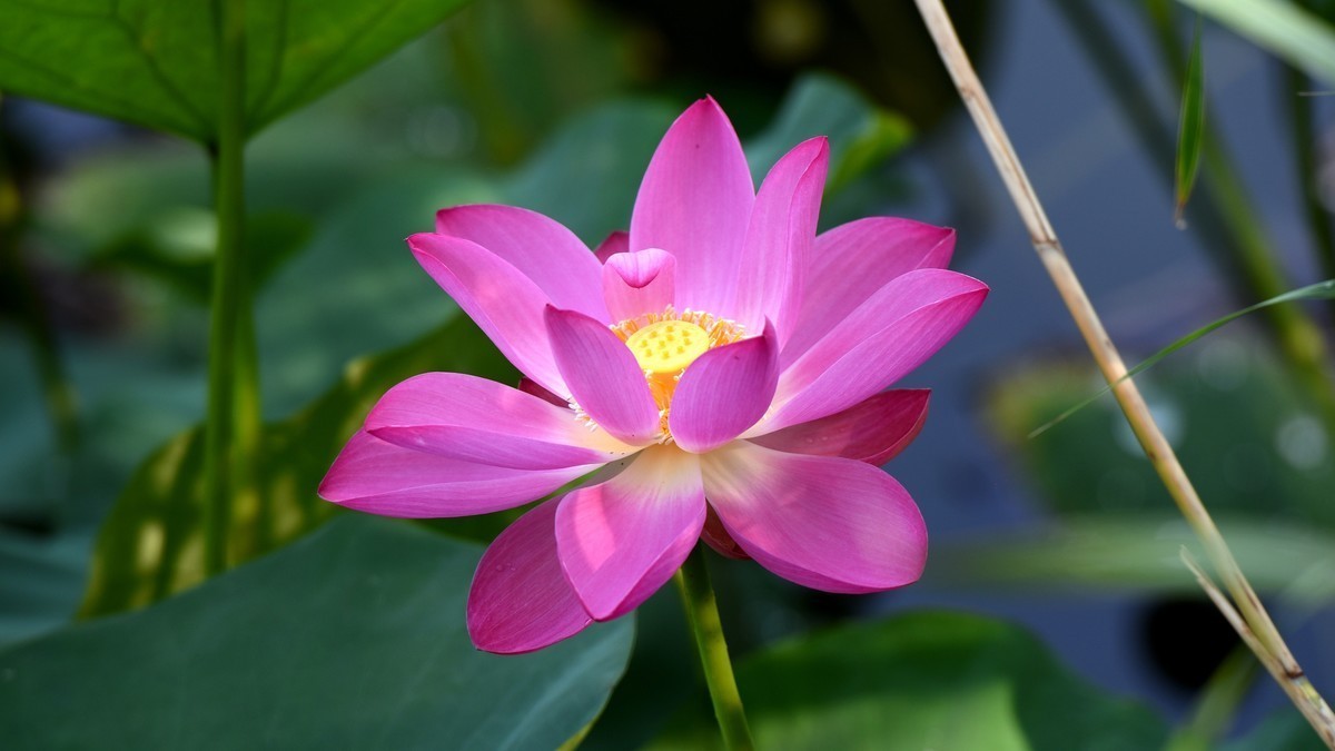 拍荷（多发几张，看着玩儿吧）