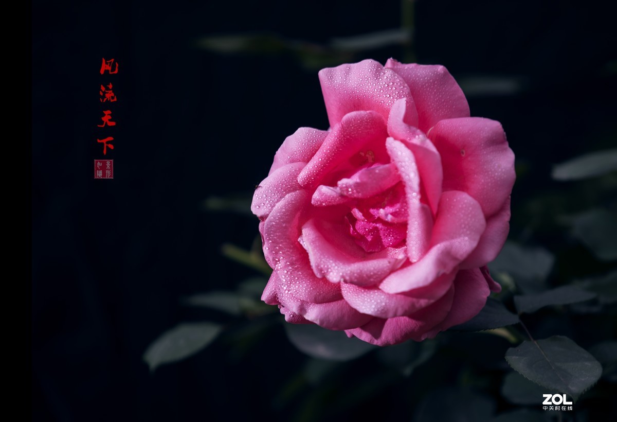 花卉休数岁时月季