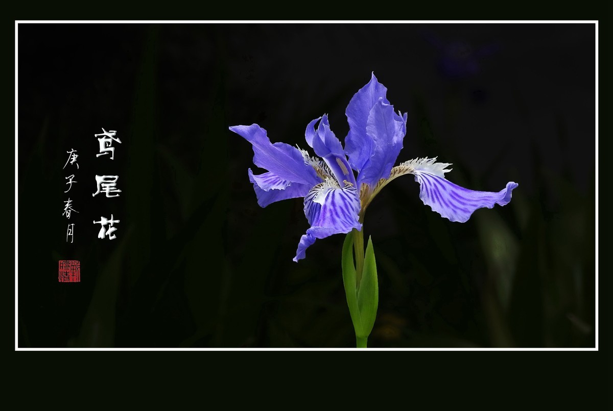 草上紫蝶翩翩飞的鸢尾花