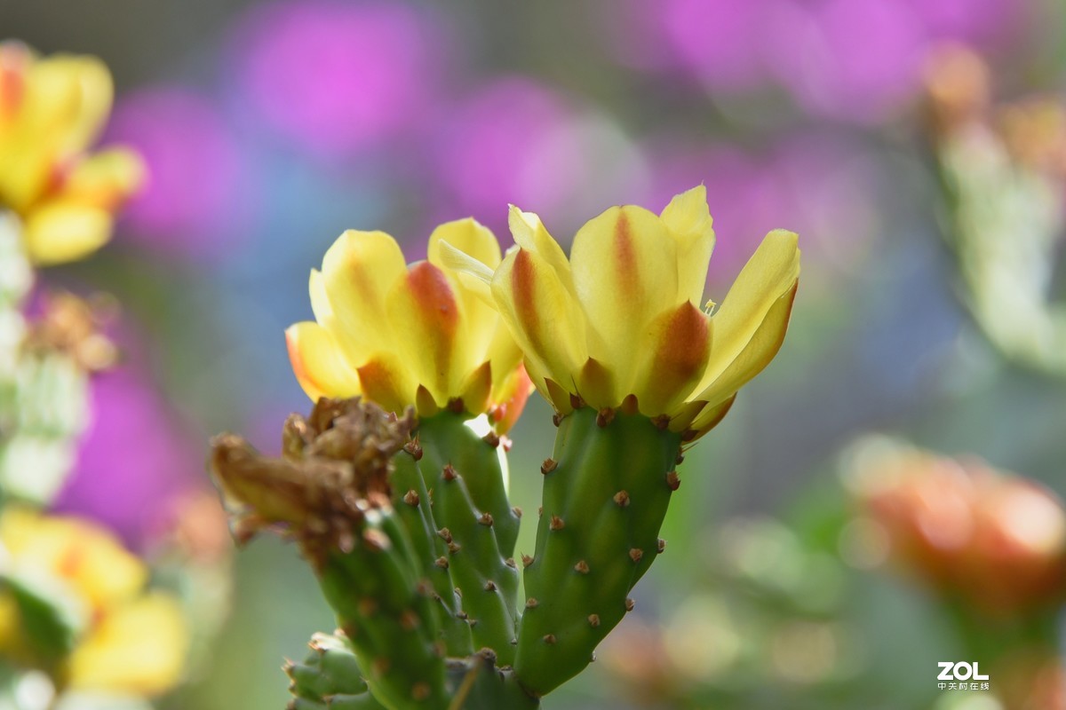 仙人掌花2