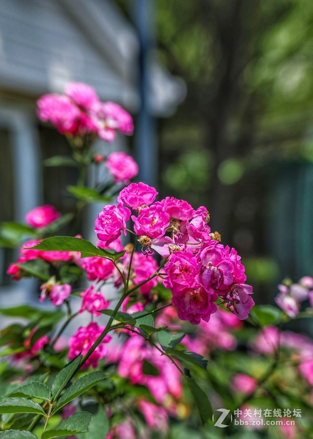 中午在学校对面南园拍摄蔷薇花