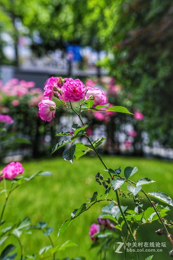 中午在学校对面南园拍摄蔷薇花