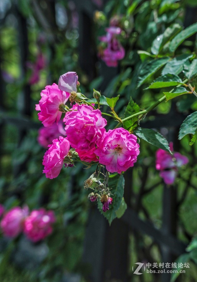 中午在学校对面南园拍摄蔷薇花