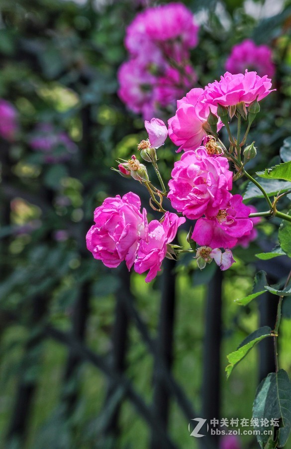 中午在学校对面南园拍摄蔷薇花
