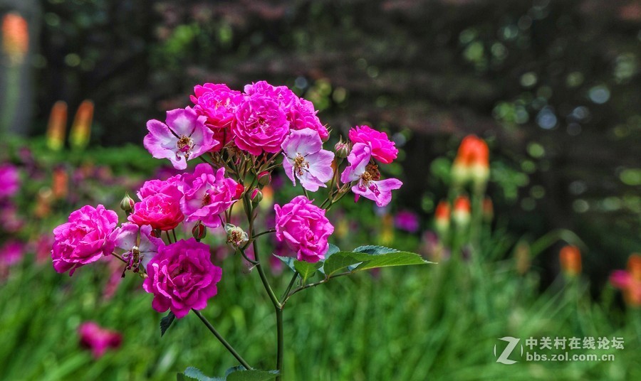 中午在学校对面南园拍摄蔷薇花