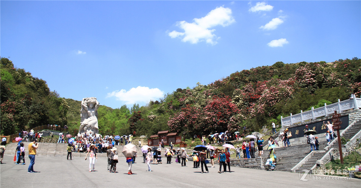 百里杜鹃花正开（不知为何不能回复，请点评的好友见谅！）