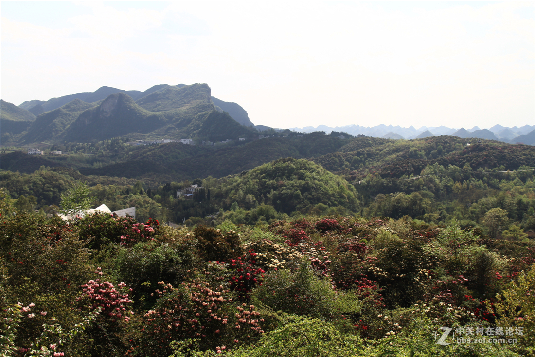 百里杜鹃花正开（不知为何不能回复，请点评的好友见谅！）