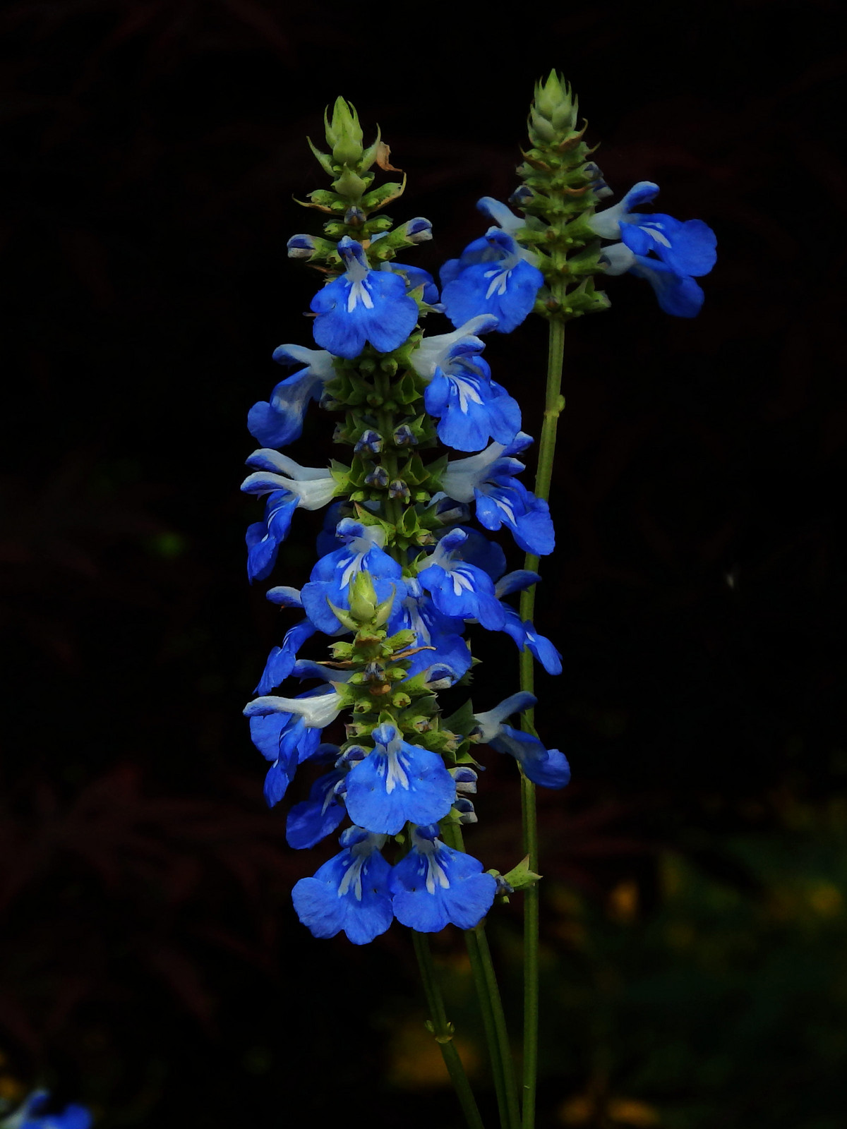 蓝花鼠尾草竖版