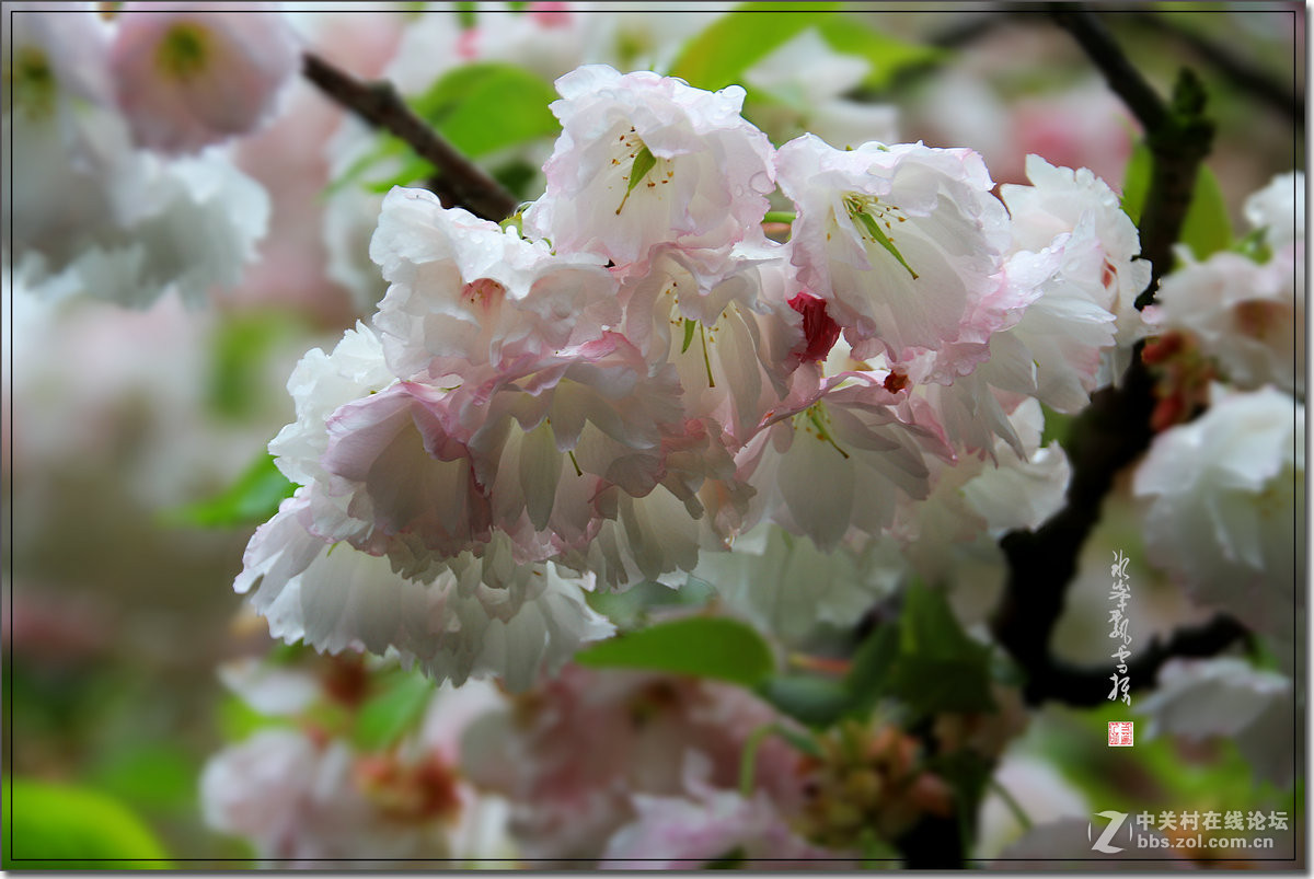 雨后之樱花