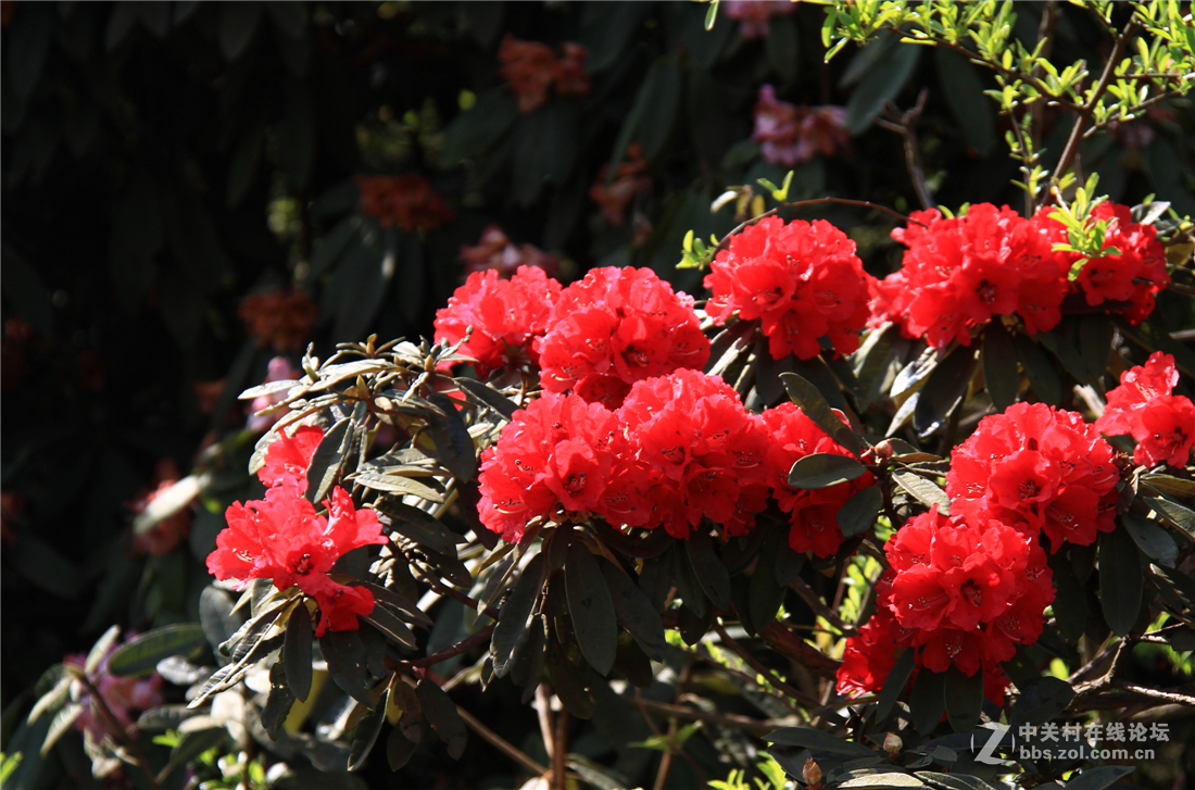 百里杜鹃花正开（不知为何不能回复，请点评的好友见谅！）