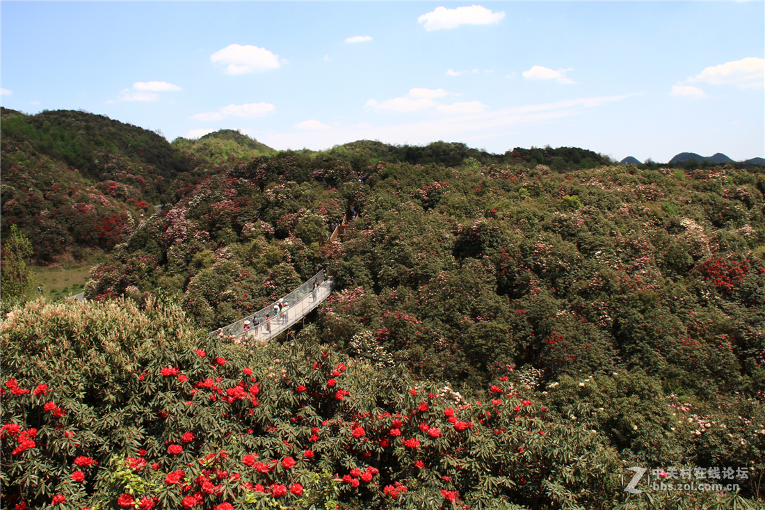 百里杜鹃花正开（不知为何不能回复，请点评的好友见谅！）