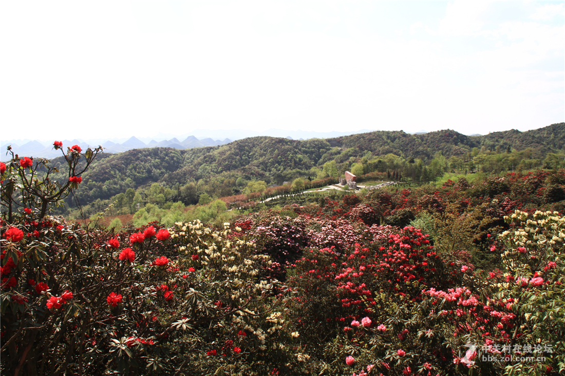 百里杜鹃花正开（不知为何不能回复，请点评的好友见谅！）