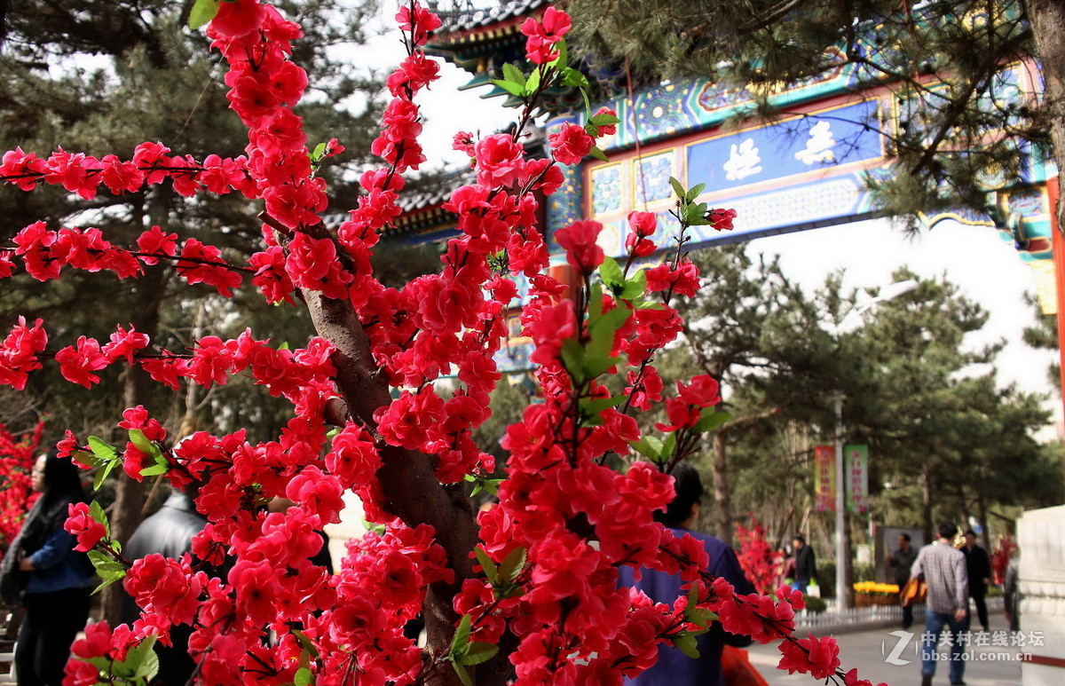 #我的清明#【清明树新风 祭扫倡文明 】
