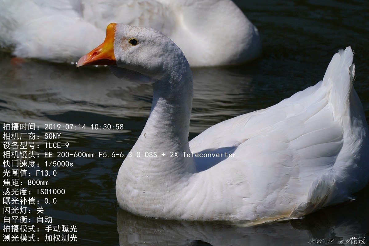 260G+2x增倍在800mm焦段居然拍摄到大白鹅脖子上有清晰的蚊子