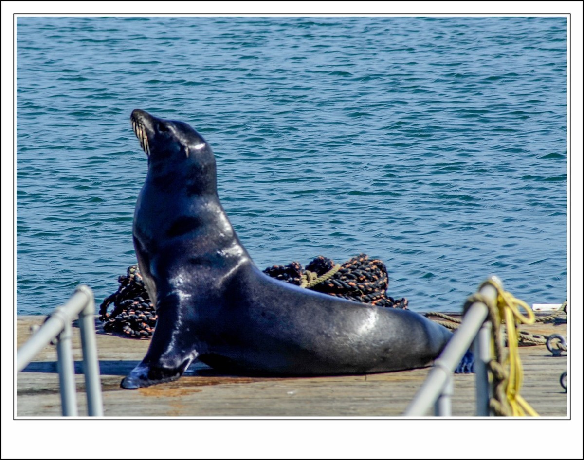 旧金山之---世间乐土,动物天堂