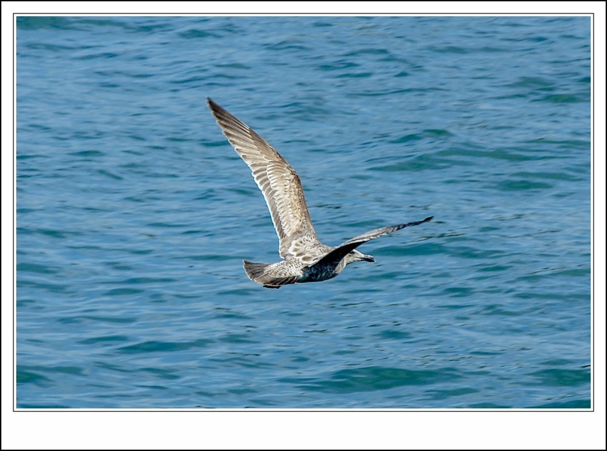 旧金山之---世间乐土,动物天堂