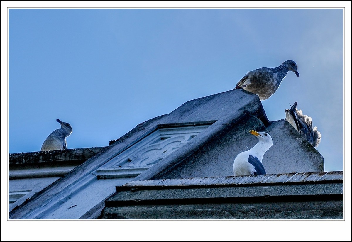 旧金山之---世间乐土,动物天堂