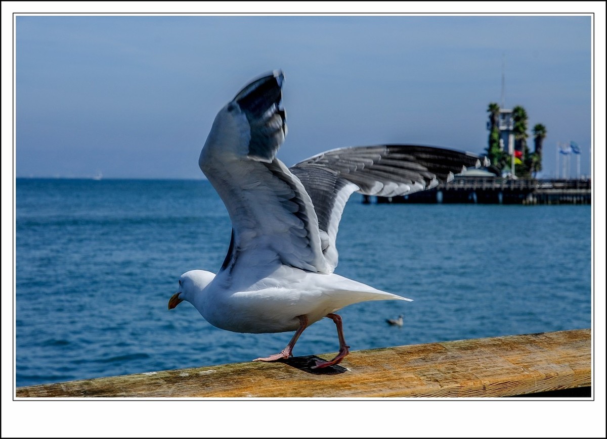 旧金山之---世间乐土,动物天堂