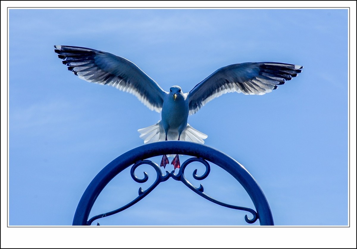 旧金山之---世间乐土,动物天堂