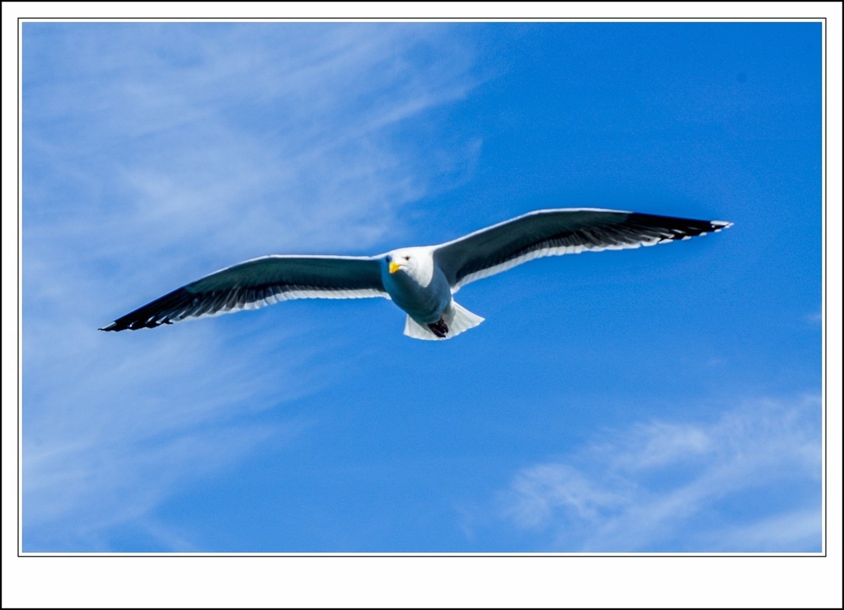 旧金山之---世间乐土,动物天堂