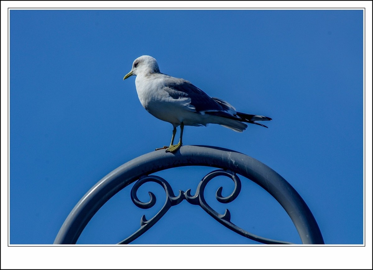 旧金山之---世间乐土,动物天堂