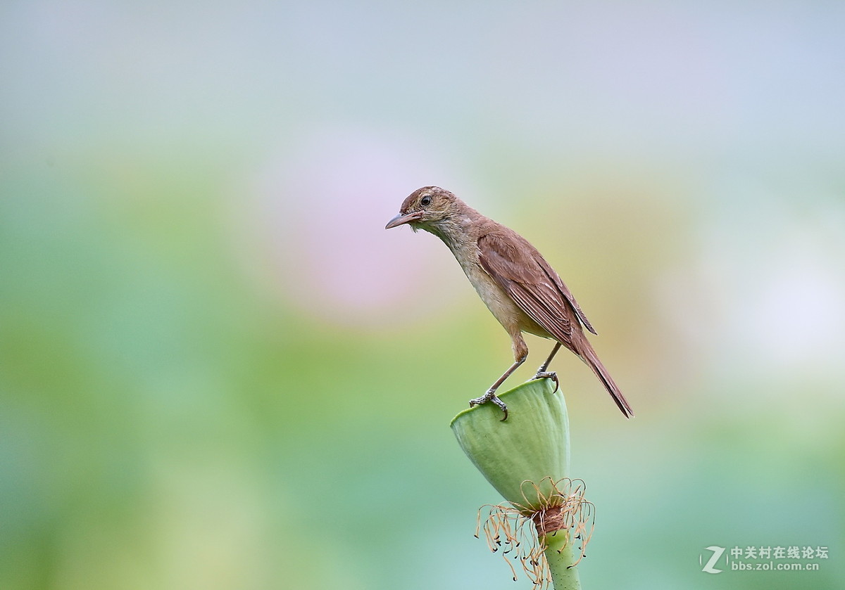#尼康鸟类作品赏析#【一组大苇莺】