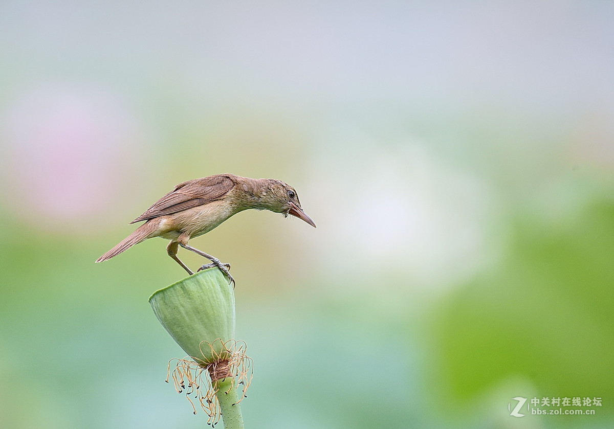 #尼康鸟类作品赏析#【一组大苇莺】