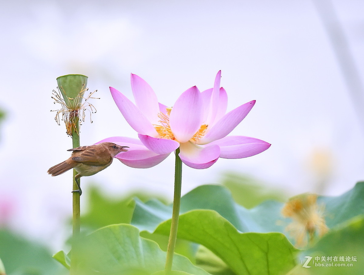 #尼康鸟类作品赏析#【一组大苇莺】