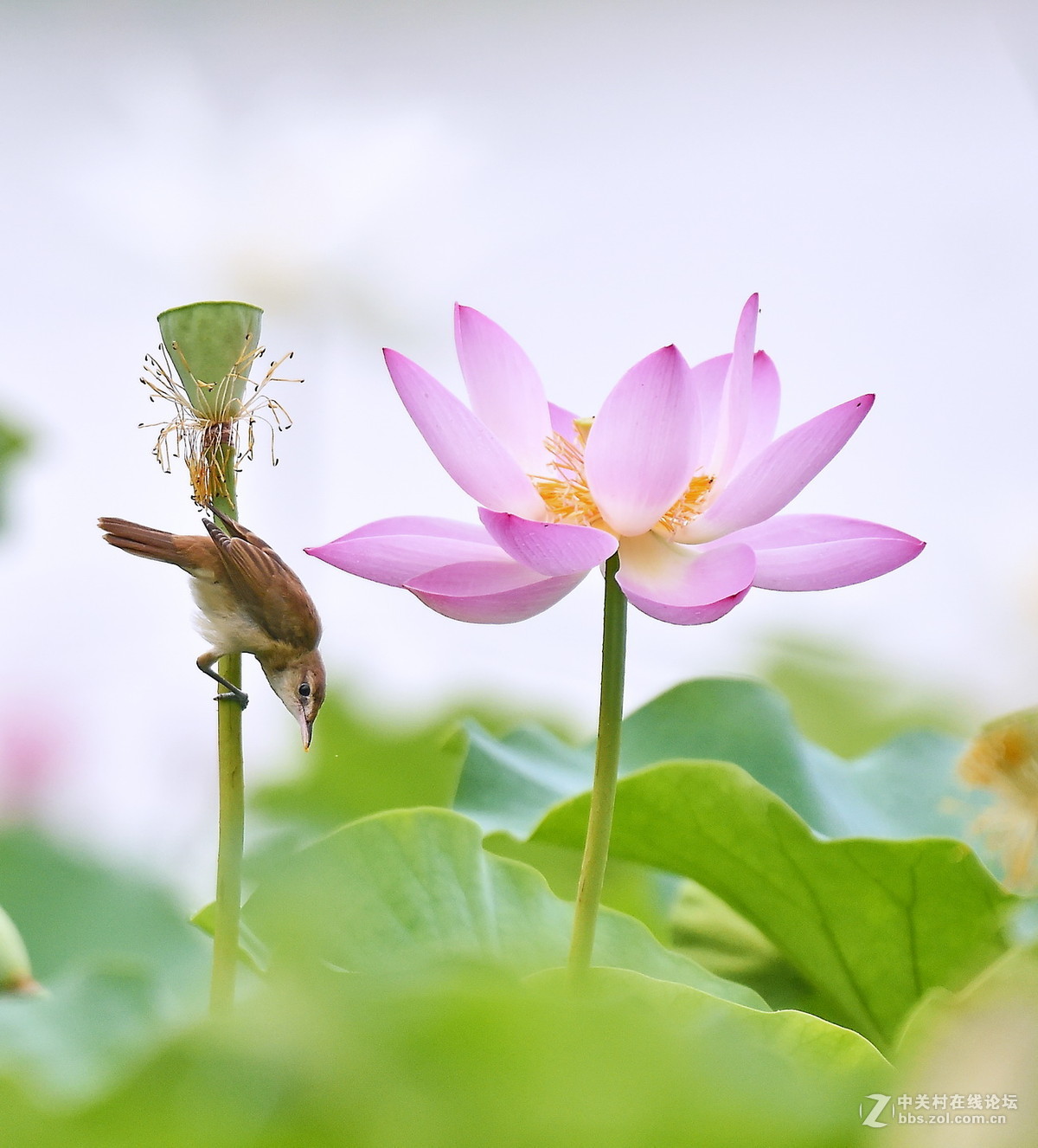 #尼康鸟类作品赏析#【一组大苇莺】