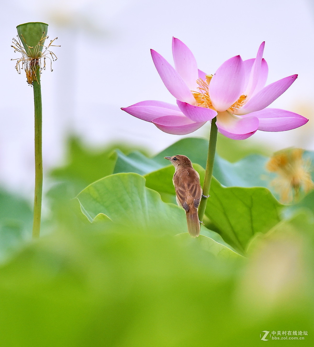 #尼康鸟类作品赏析#【一组大苇莺】