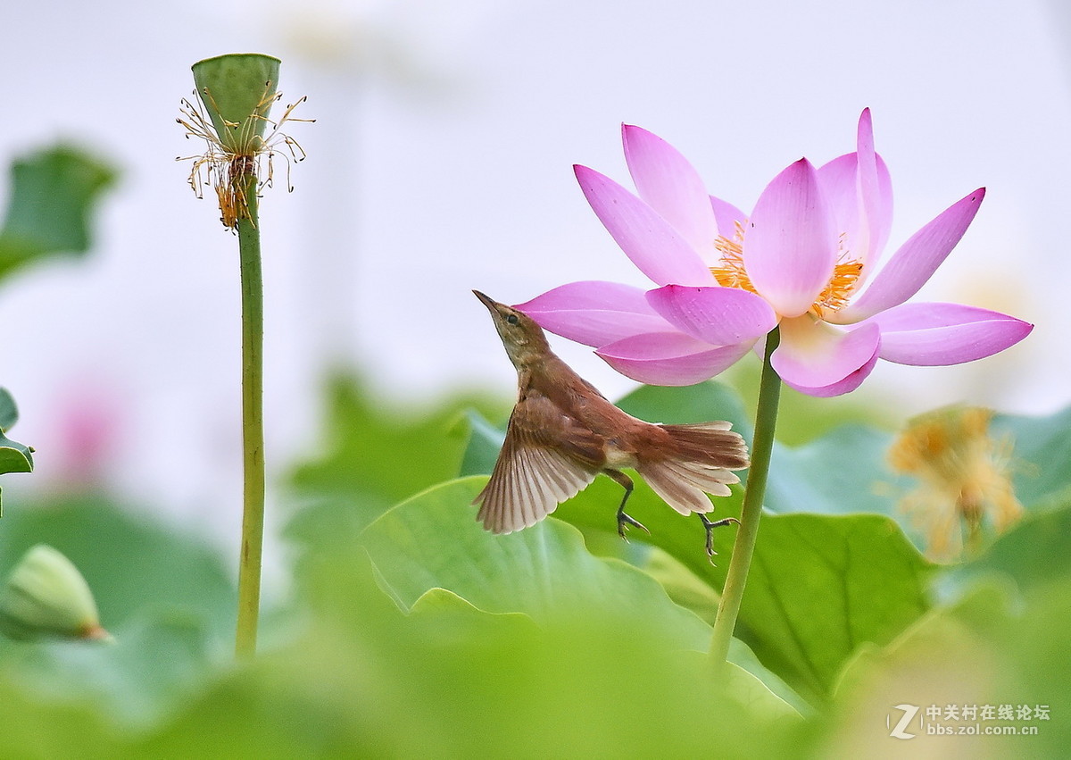 #尼康鸟类作品赏析#【一组大苇莺】