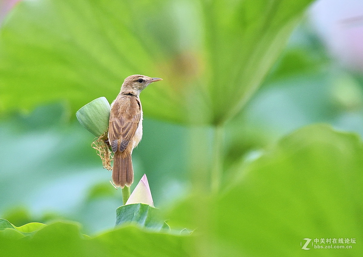 #尼康鸟类作品赏析#【一组大苇莺】