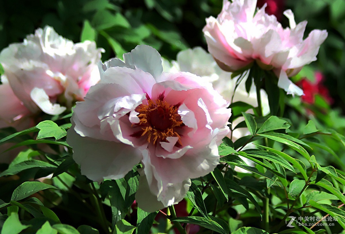 晋祠公园学拍  牡丹花【一】