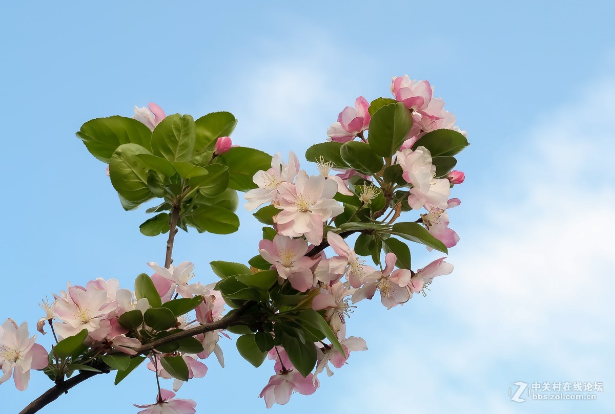 藍天白雲海棠花