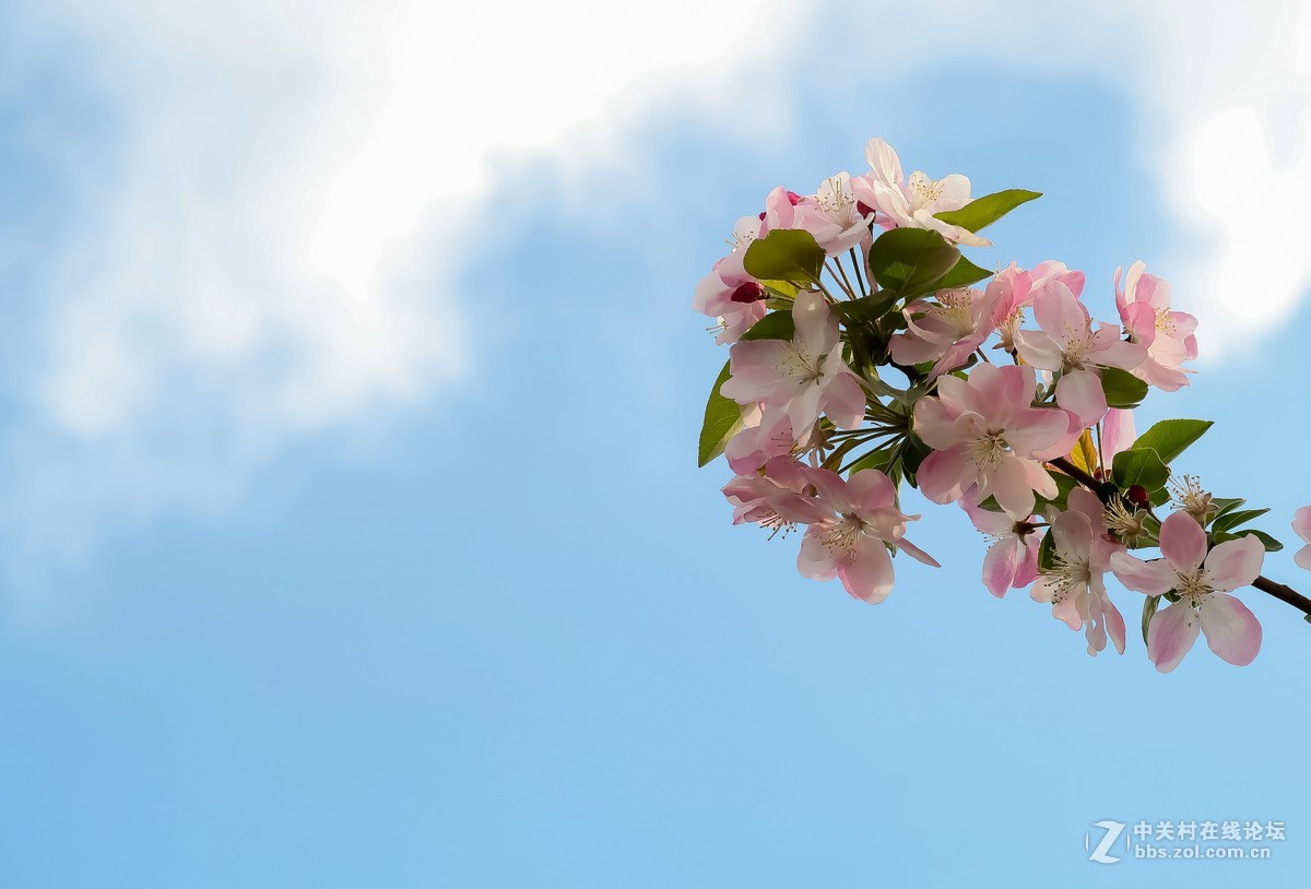 藍天白雲海棠花