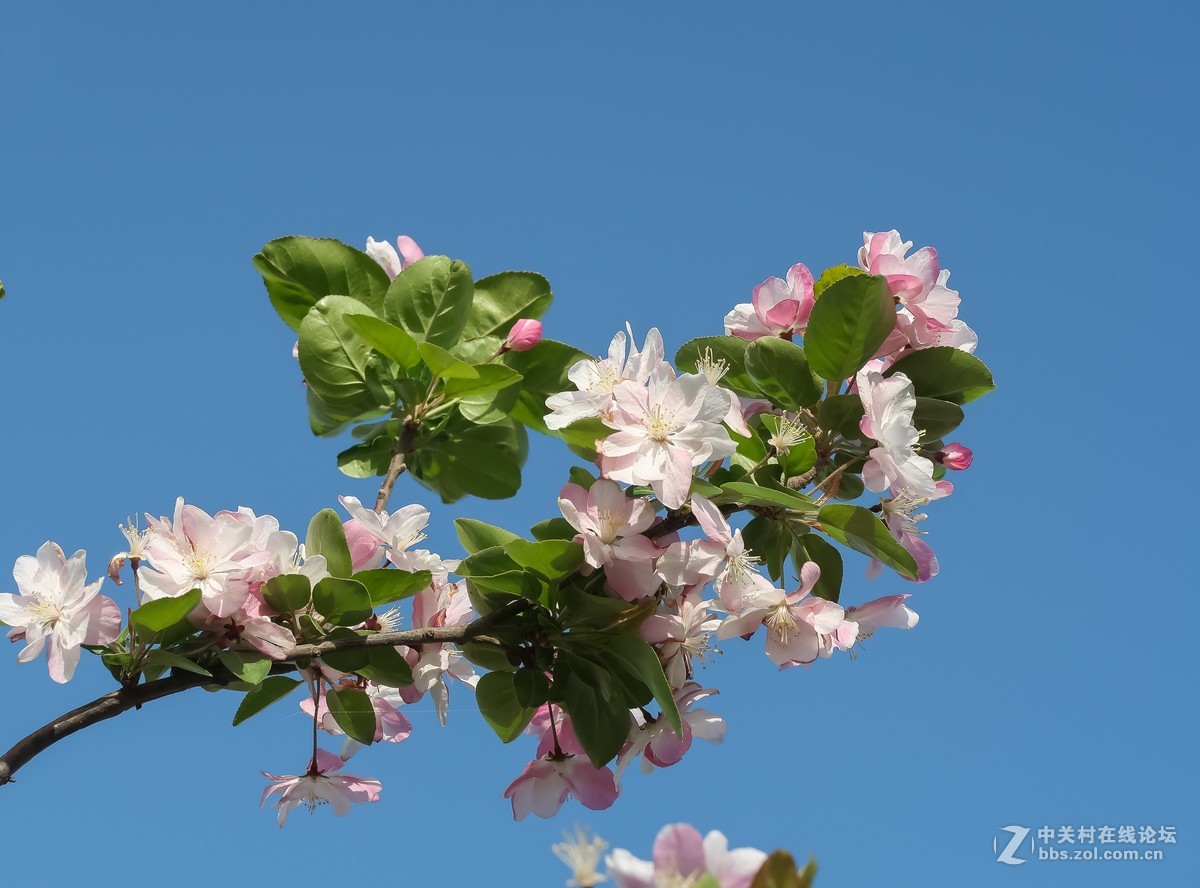 藍天白雲海棠花