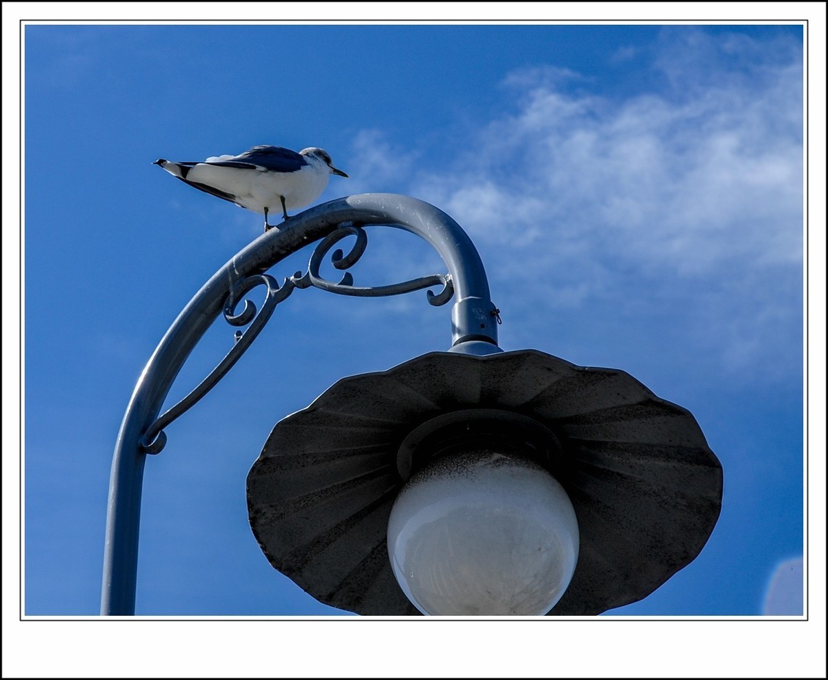 旧金山之---世间乐土,动物天堂